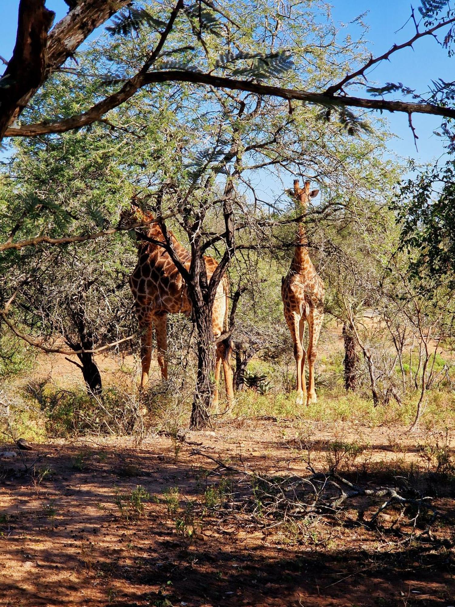 Injabulo Βίλα Marloth Park Εξωτερικό φωτογραφία