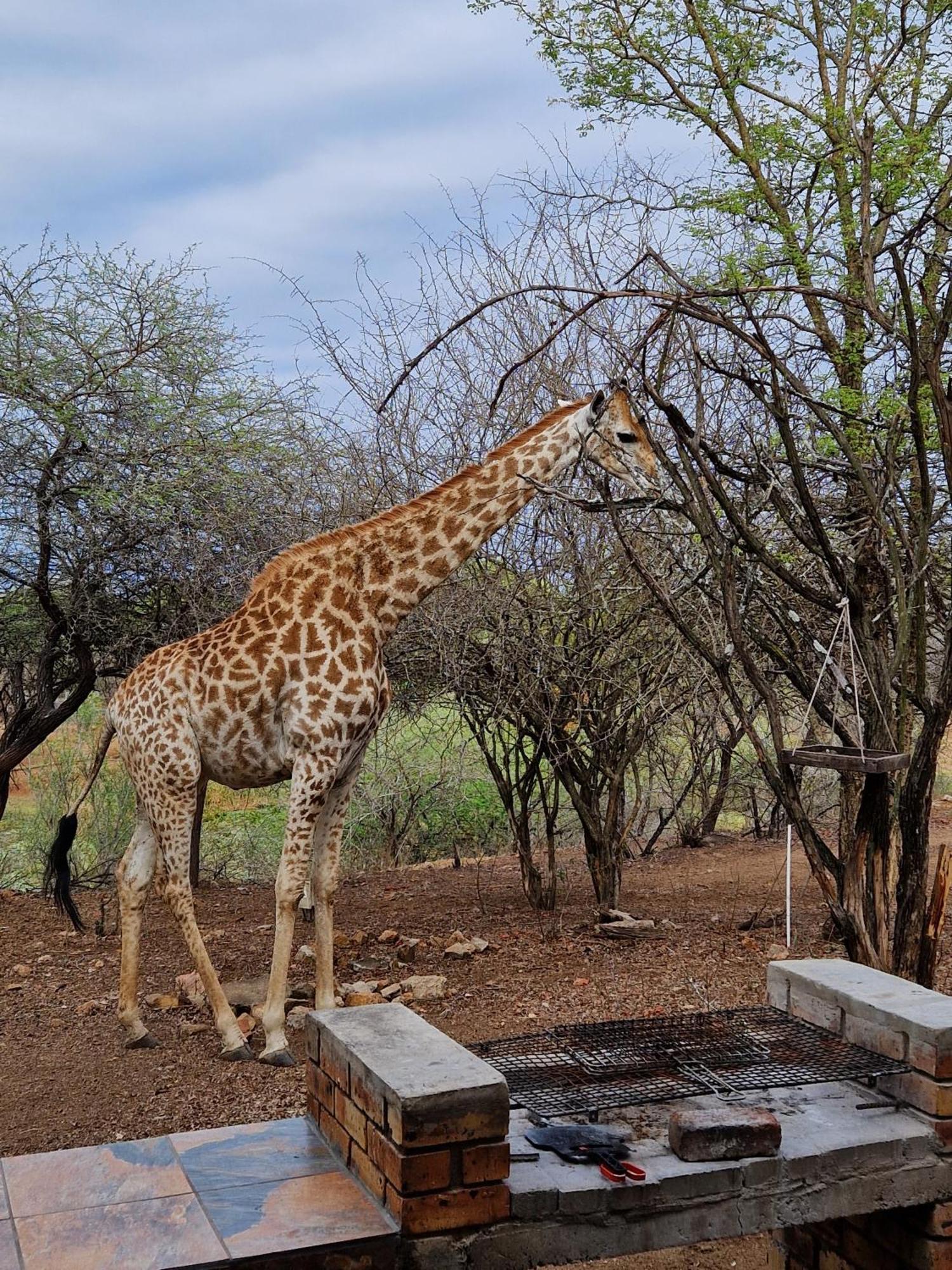 Injabulo Βίλα Marloth Park Εξωτερικό φωτογραφία