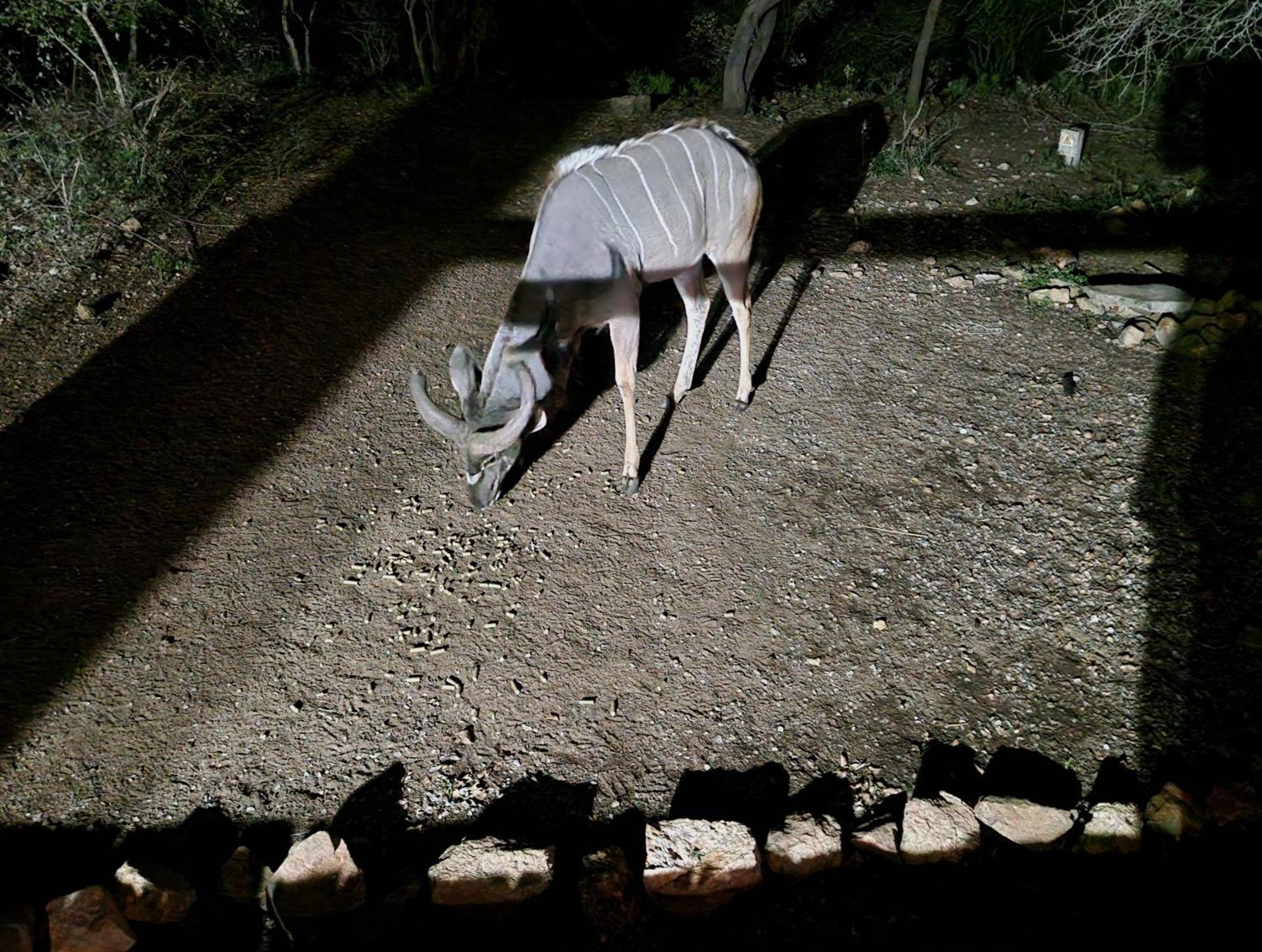 Injabulo Βίλα Marloth Park Εξωτερικό φωτογραφία